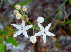 Asclepias feayi