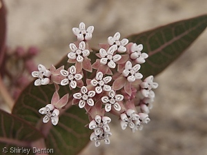 Asclepias humistrata