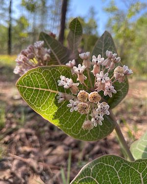 Asclepias humistrata