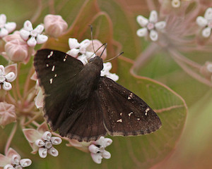 Asclepias humistrata