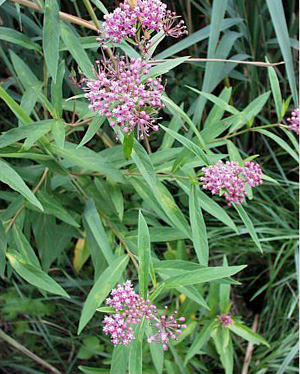 Asclepias incarnata