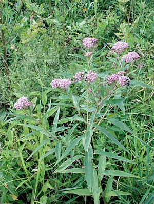 Asclepias incarnata