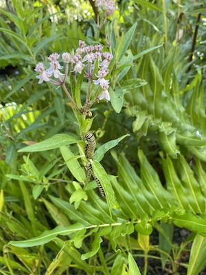 Asclepias incarnata