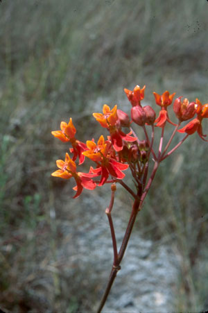 Asclepias lanceolata