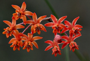 Asclepias lanceolata