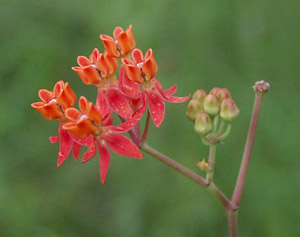 Asclepias lanceolata