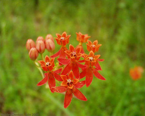 Asclepias lanceolata