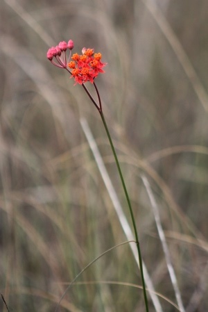 Asclepias lanceolata