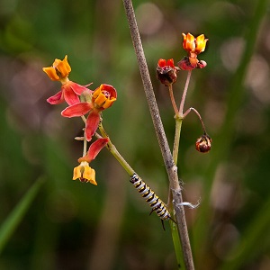 Asclepias lanceolata