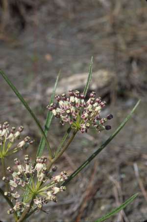 Asclepias longifolia