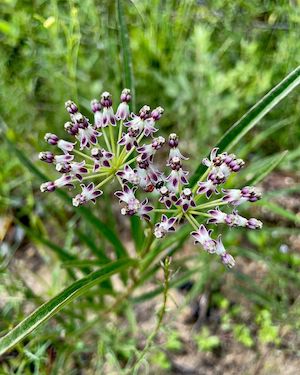 Asclepias longifolia