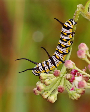 Asclepias longifolia