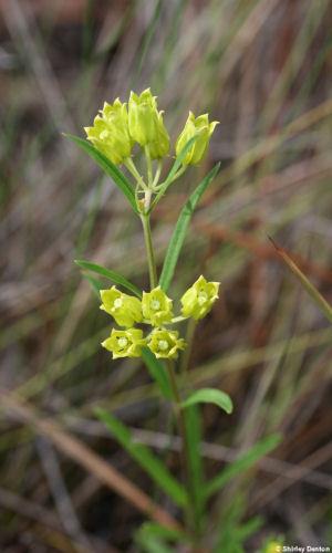 Asclepias pedicellata