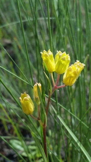 Asclepias pedicellata