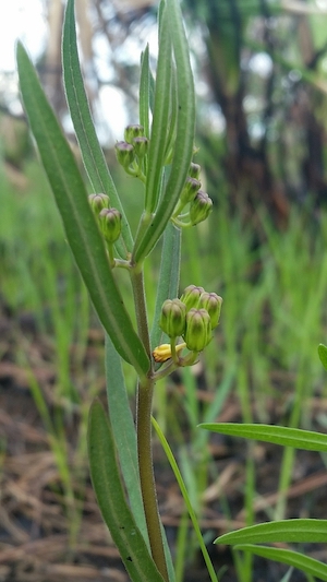 Asclepias pedicellata