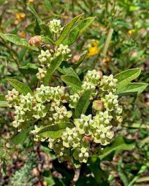 Asclepias tomentosa