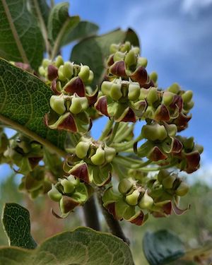 Asclepias tomentosa