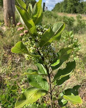 Asclepias tomentosa