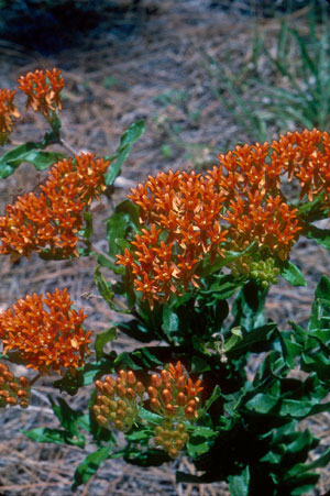 Asclepias tuberosa