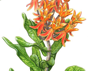 Asclepias tuberosa