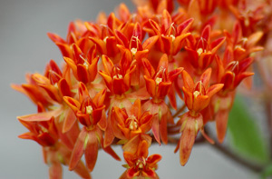 Asclepias tuberosa