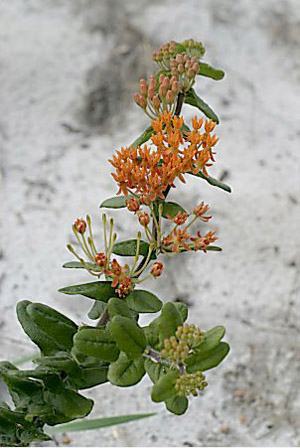 Asclepias tuberosa