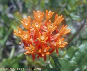 Asclepias tuberosa