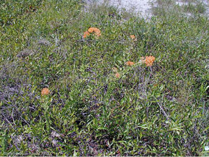 Asclepias tuberosa