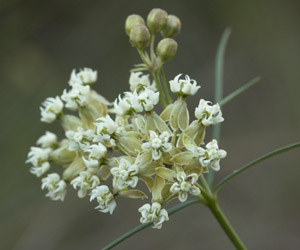 Asclepias verticillata