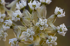 Asclepias verticillata