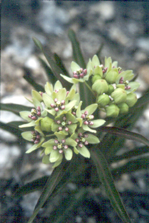 Asclepias viridis