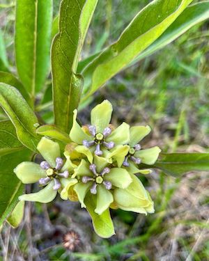 Asclepias viridis