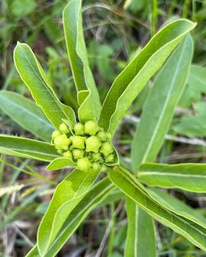 Asclepias viridis