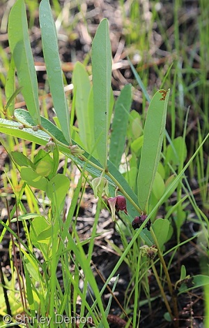 Asimina pygmea