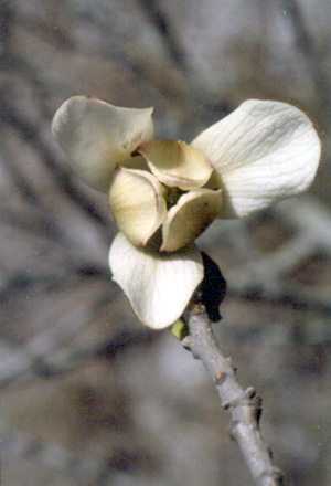 Asimina reticulata