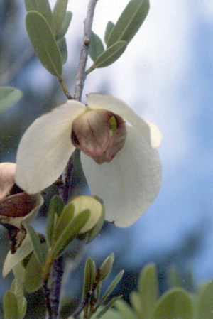 Asimina reticulata