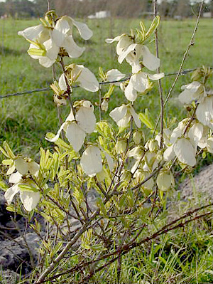 Asimina reticulata