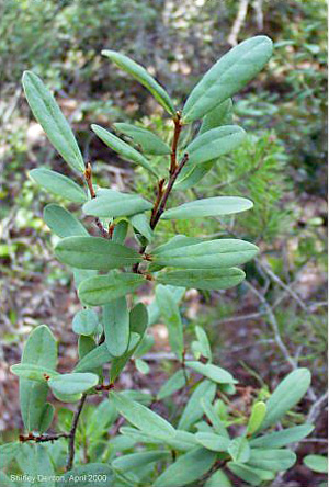 Asimina reticulata