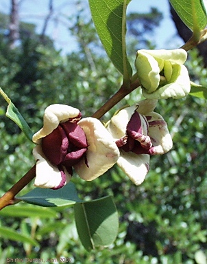 Asimina tetramera