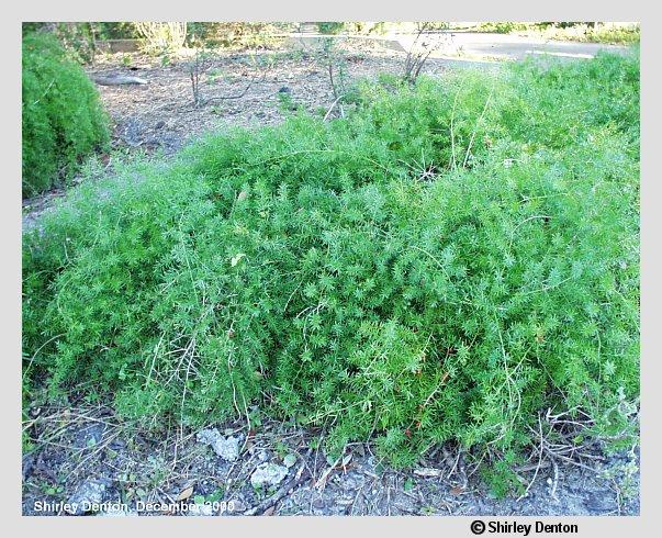 Asparagus aethiopicus