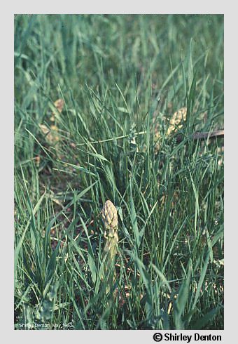 Asparagus officinalis