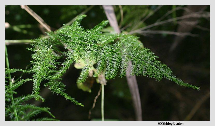 Asparagus setaceus