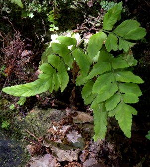 Asplenium abscissum