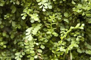 Asplenium dentatum