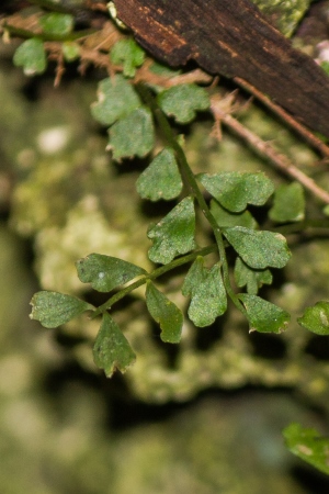 Asplenium dentatum