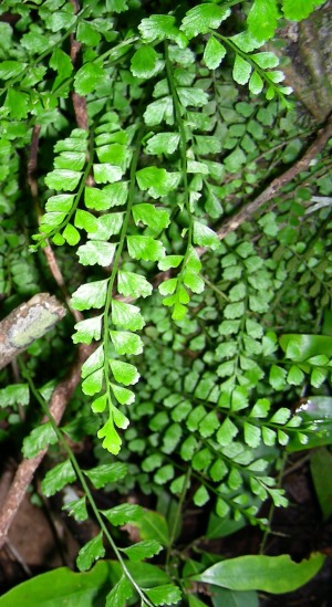 Asplenium dentatum