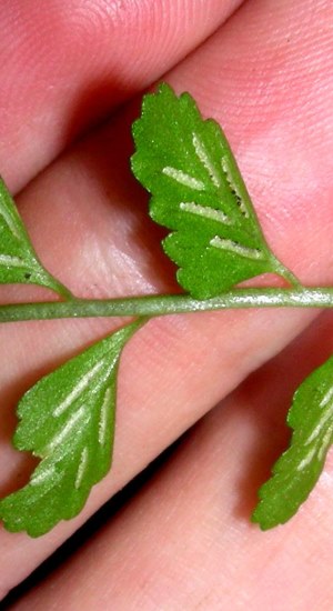 Asplenium dentatum