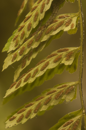 Asplenium erosum