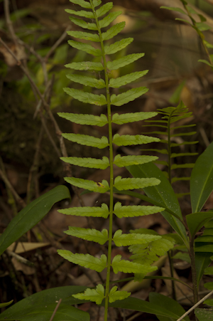 Asplenium erosum