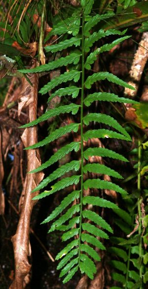 Asplenium erosum